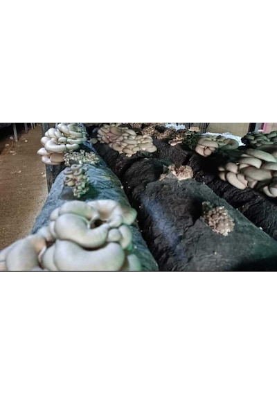 2 Kg İstiridye Mantarı Tohumu Ekim Poşeti,kireç,alçı,buğday Kepeği- Full Paket 1 adet