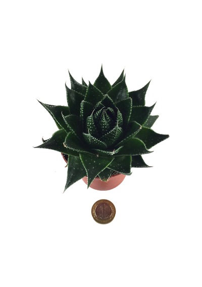 Aloe Cosmo (Kaktüs) Ø8,5 CM Y10-15 CM