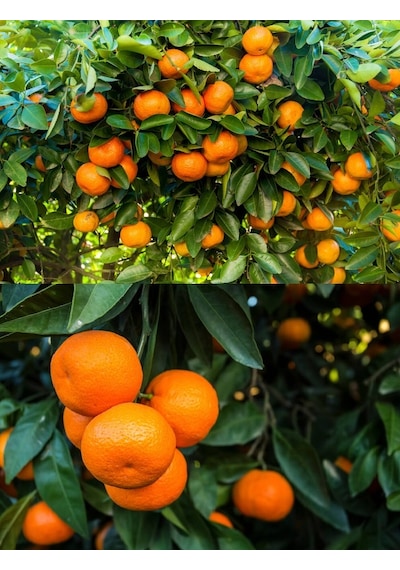 2 Adet Tüplü Yediveren Mandalina Fidanı 3 Yaş