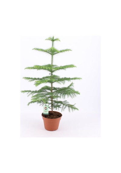 Çok Avantajlı Salon Çamı Arokarya Araucaria 60-80 Cm Ev Bitkisi Ofis Bitkisi Salon Bitkisi