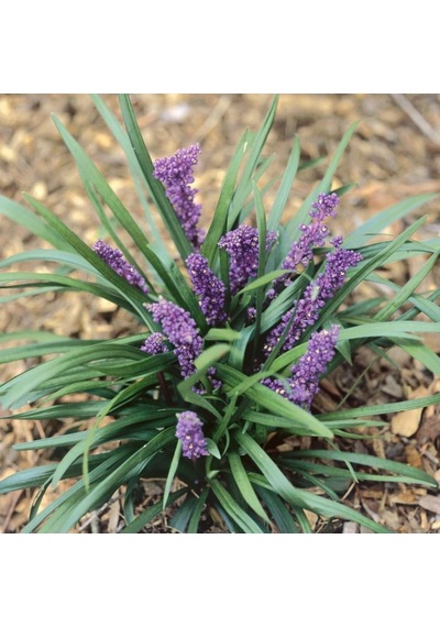 Çim Zambağı 'Liriope Muscari' 5'li Set