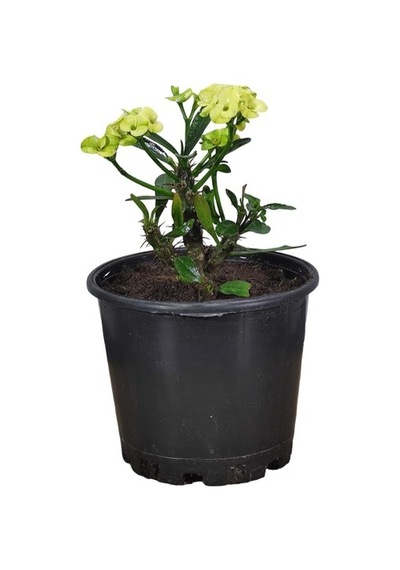 Efhorbia Dikenler Tacı Çiçeği Fidanı Sarı 10-20 Cm