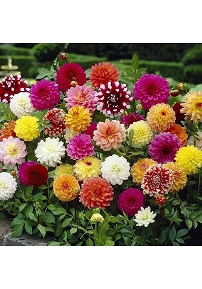 Mutlu Paket Karışık Renkli Bodur Mignon Dahlia Çiçeği Tohumu 80 Tohum