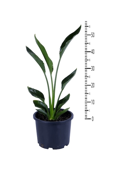 Starliçe - Starliçe Regina - Bitki Boyu 50-60 Cm Saksı Hariç - Cennet Kuşu - Strelitzia Regina