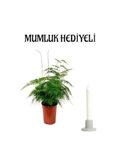 Tül Kuşkonmaz Bitkisi Anneler Gününe Özel Hediyelik Mumluk Hediyeli