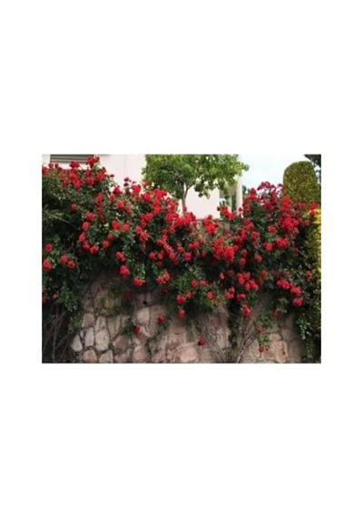 Kırmızı Yediveren Sarmaşık Gül Fidanı, 15-25 Cm
