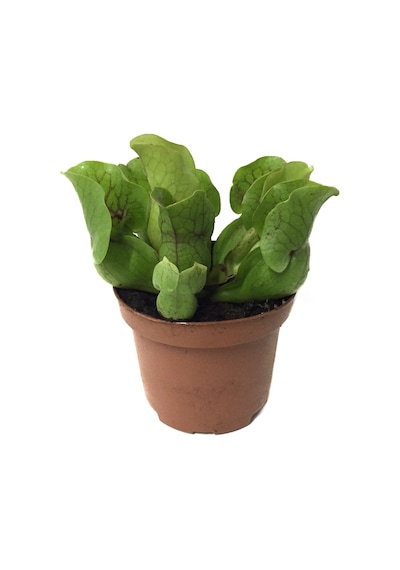 Sarracenia Purpurea 'Venosa' (Sinek Kapan Etobur Bitki) Ø8,5 CM H10-15 CM