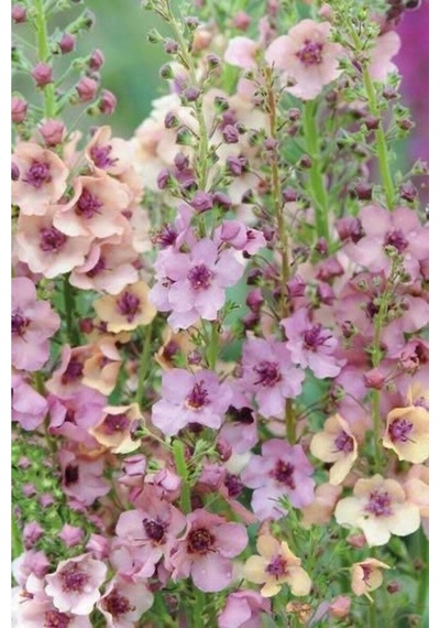 10 Adet Verbascum Phoenicium Mix Tohumu