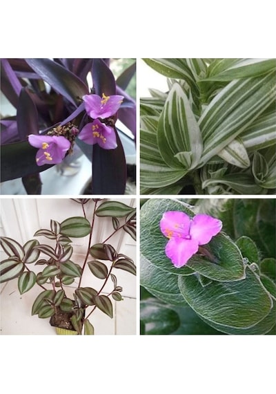 4 Çeşit Telgraf Çiçeği 5-15 Cm Tüplü Çiçekli Bodur Bitkiler Tradescantia