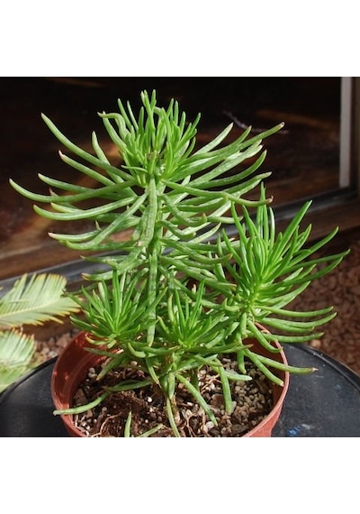 Senekio Barbertonicus Himalaya - 10 Adet Sukulent - Teraryum Bit
