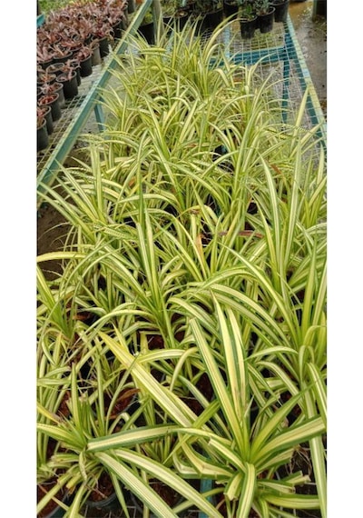 Bol Köklü Dolgun Kurdele Çiçeği Chlorophytum Comosum 20-40cm