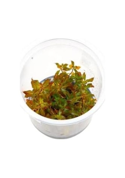 Ludwigia Mini Super Red In 200cc Canlı Bitki