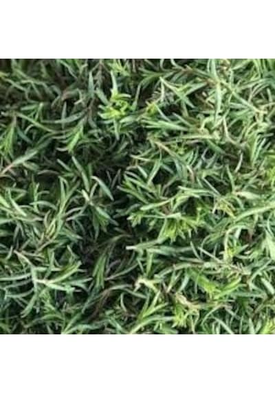 100 Adet Tohum Kekik Tohumu Aromatik Dağ Kekiği Saksı Toprak