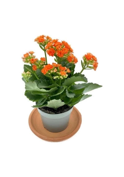Kalanchoe Fidanı Kalanşo Turuncu 10-20 Cm