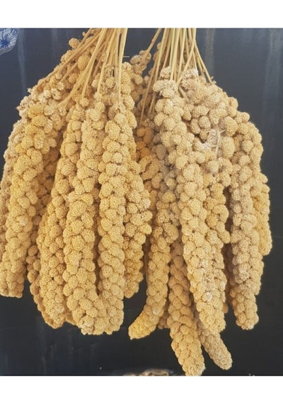 Sarı Dal Darı 250 Gr Sarı Dal Darı Sarı Daldarı 250 Gr Diğer