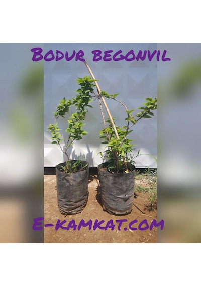 Bodur Begonvil gelin Duvağı Fidanı. Torbada