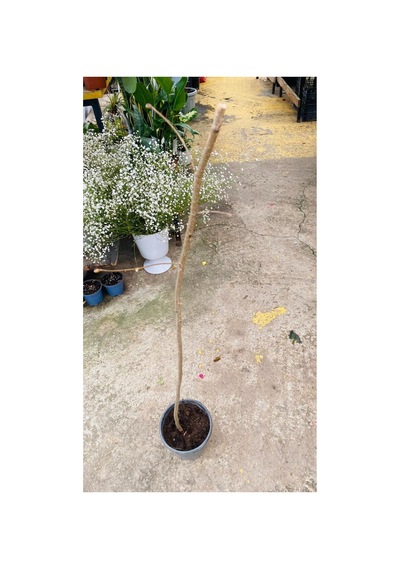 Fındık Ağacı Fidanı