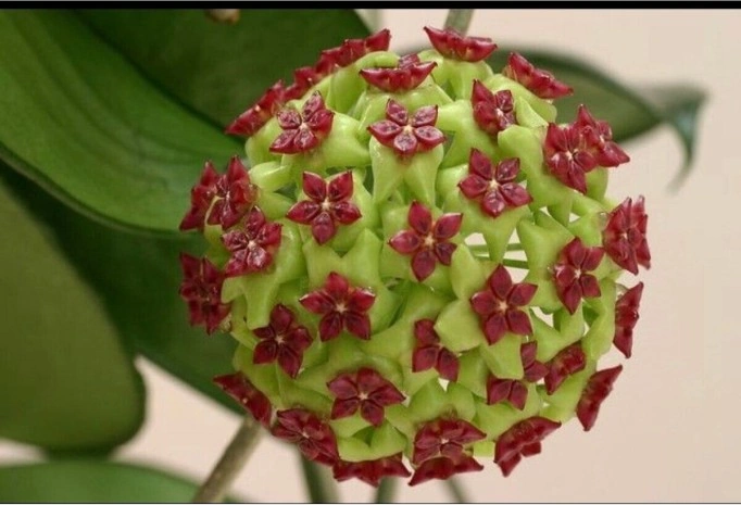 Bordo Yeşil Renkli Mum Çiçeği Fidanı 10-20 Cm