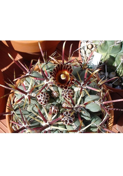 Glandulıcactus Mathssoni Kaktüs Çiçeği Tohumu 5 Tohum