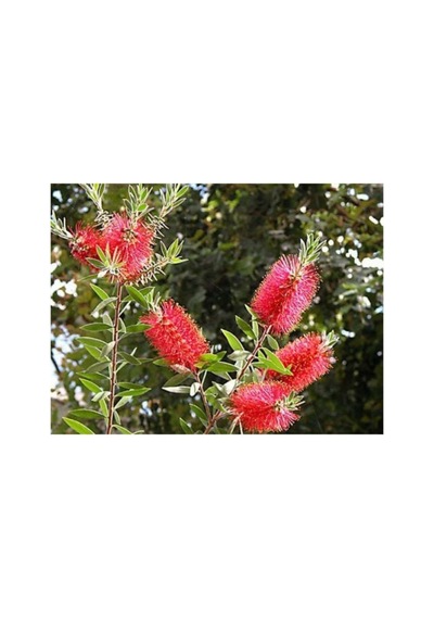 Fırça Çalısı Callistemon Leavis 20-40 Cm Boy Fidanı