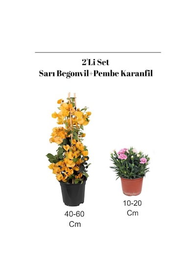 2'li Set Sarı Begonvil+ Pembe Karanfil Çiçeği Dış Mekan Bitkisi