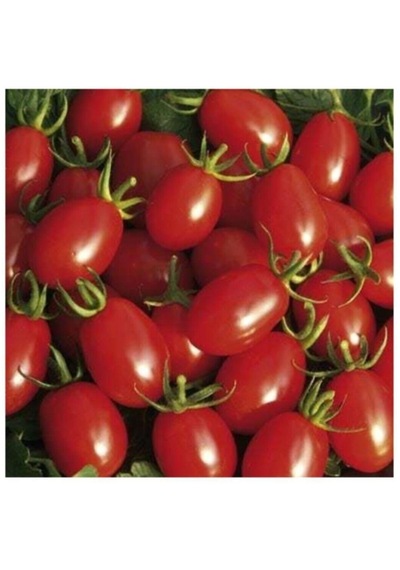 Saksılık Zeytin Domates Tohumu 10 Adet Tohum Kahvaltılık Domates Tohumu