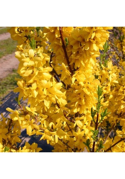 2 Adet Altın Çanak Fidanı Cercidiphyllum Japonicum ,