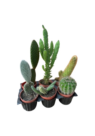 Kaktüs & Sukulent 6'lı Karışık Set