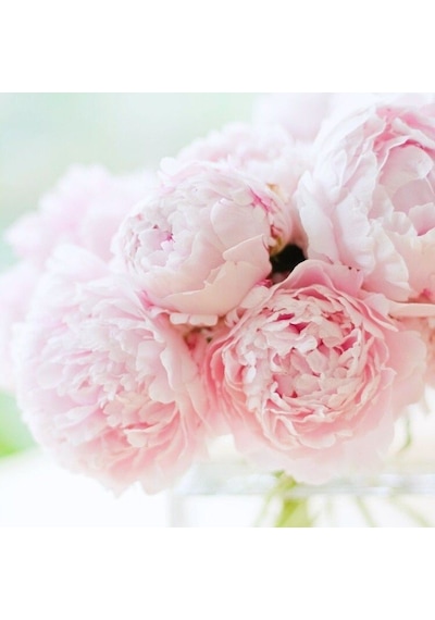 Pembe Şakayık Çiçeği Yumrusu Pink Peony 1 Adet