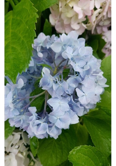 Videolu 1 Adet Mavi Renk Ortanca Çiçeği Fidanı 30-60 Cm Saksılı Çiçekli Bodur Bitkiler Hydrangea