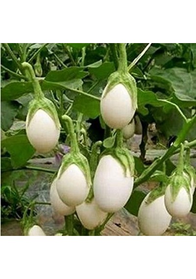 Nadir İthal Beyaz Patlıcan Tohumu 5 Tohum + Tohum