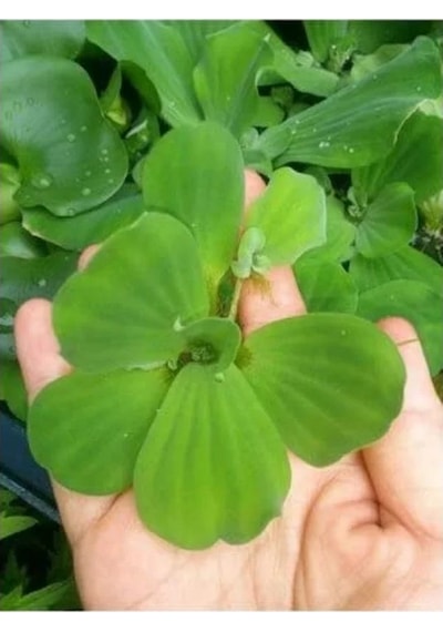 Pistia Su Marulu Bitkisi, Akvaryum Suyu Temizler Ve Filtreler