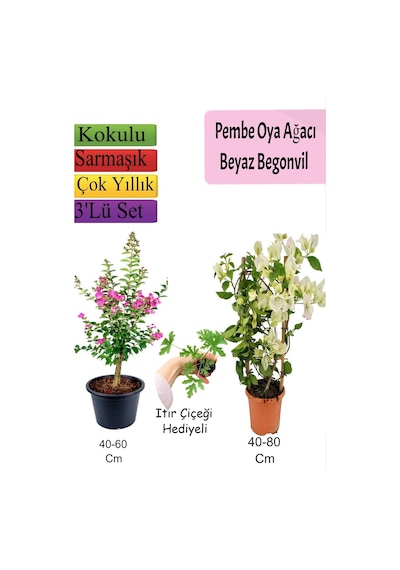 Pembe Oya Ağacı+ Beyaz Begonvil+ Itır Çiçeği Hediyeli