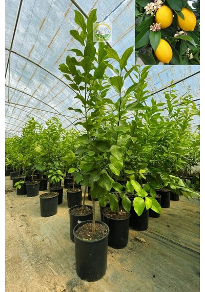 3 Yaş Mayer Yediveren Limon Fidanı Saksılı-Üzeri Meyveli