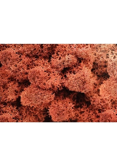 Reindeer Moss Siena Şoklanmış Norveç Yosunu 30gr
