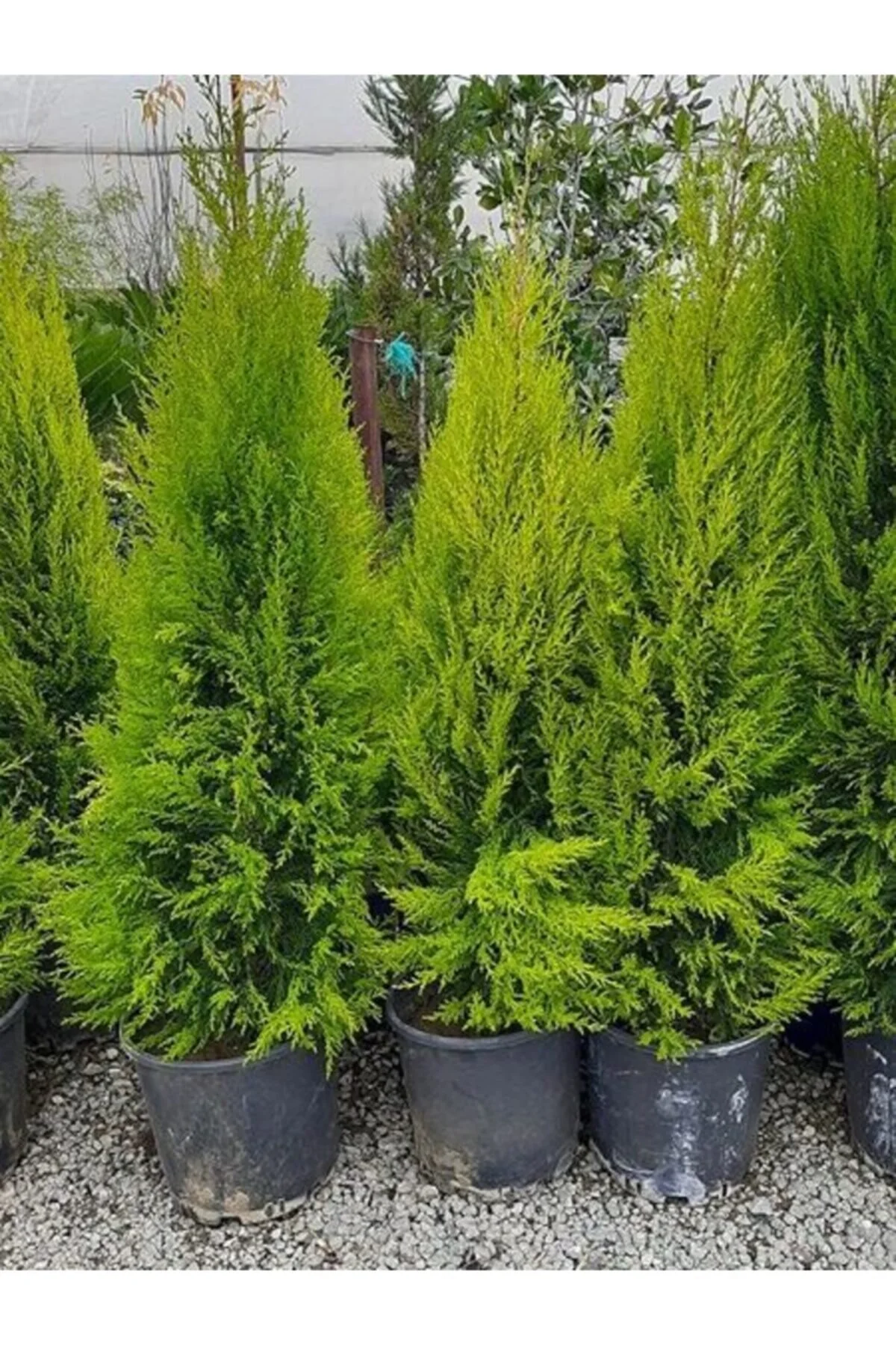 Selvi Limon Çamı 140-170 Cm