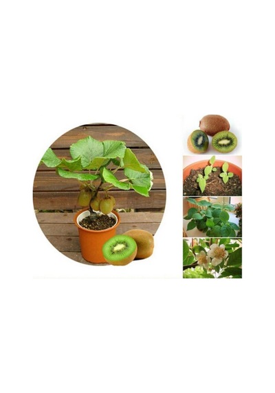 Bodur Bonsai Kivi Ağacı Tohumu Yetiştirme Kiti