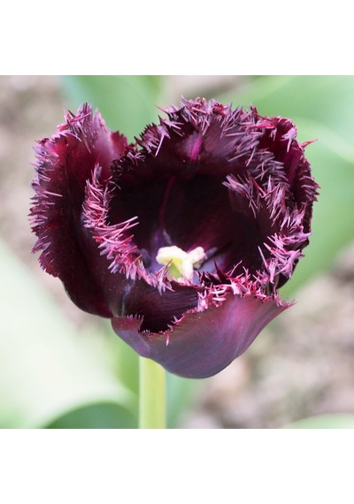 Jewel Black Fırfırlı Lale Soğanı
