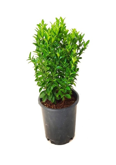 Videolu Yeşil Çıtır Taflan Çiçeği Fidanı 1 Adet Saksılı 20-40 Cm Çit Bitkisi Prunus Laurocerasus