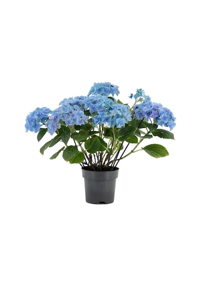 Su Mavisi Ortanca Fidanı Fidesi 10-30 Cm Hydrangea Macrophylla