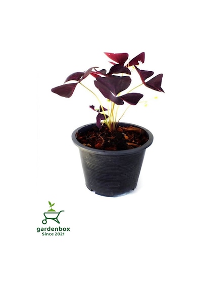 Formlu Mor Süs Yoncası Çiçeği 20-30cm 1 Adet Canlı Çiçel Oxalis Triangularis