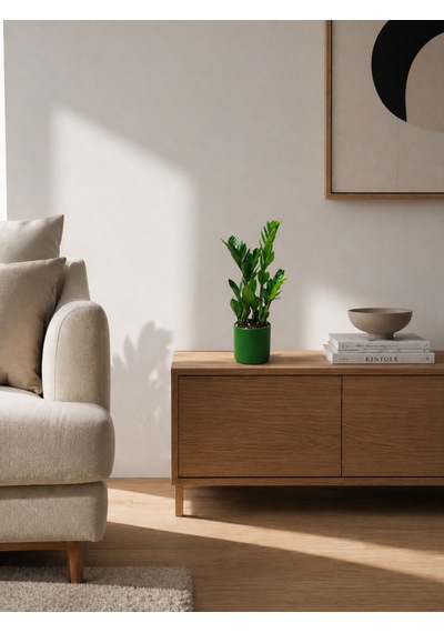 Zeze Çiçeği - Zamia Yeşil Seramik Saksıda 40-50 Cm