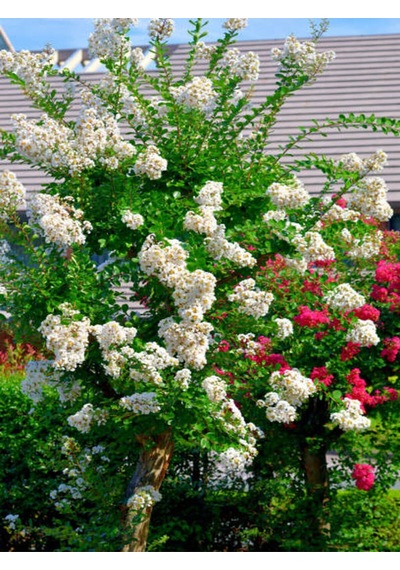 Videolu Beyaz Renkli Oya Ağacı Fidanı 40 80 Cm 1 Adet Saksılı Dış Mekan Ağaç Lagerstroemia Indica