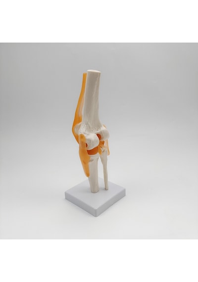 Diz Eklemi Modeli Ligamentli Gerçek Boyut