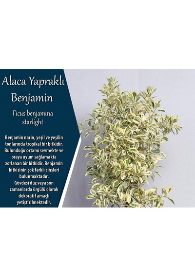 Serada Decor Plant Benjamin Starlight Bitkisi Alaca Yapraklı 70-80cm