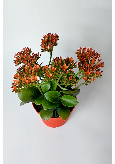 Kalanchoe Blossfeldiana Çiçek Açan Sukulent Flaming Katy 12 Cm