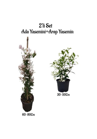 Mis Kokulu Ada Yasemini Fidanı +arap Yasemini Fidanı 2'li Bahçe Peyzaj Seti
