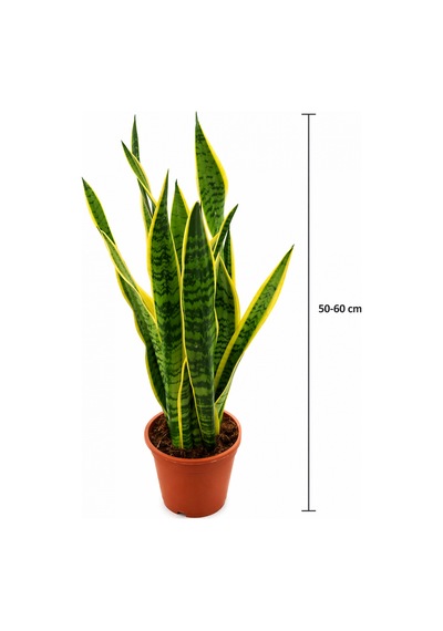 Alacalı Paşa Kılıcı Sansevieria - Büyük Boy 50-60 Cm