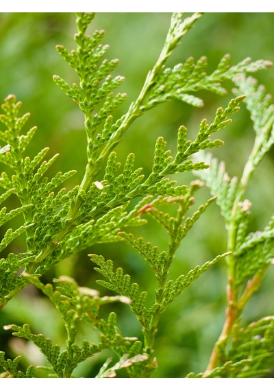 Altuni Mazı Fidanı Thuja Orientalis Aurea Tüplü Herdem Yeşil Bahçe Çit Bitkisi