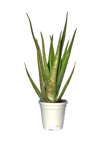 Tıbbi Aloevera Bitkisi Fidanı +4 Yaş Yetişkin Saksılı Şifalı Aloe Vera 50-60 Cm